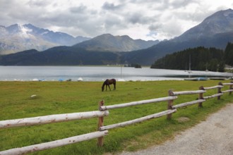 Rural fence along the lake shore. Sleek thoroughbred bay horse grazing near the moored yachts