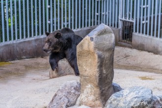 Sejong, South Korea, August 5, 2019: Large adult black bear resting against boulder in cage at