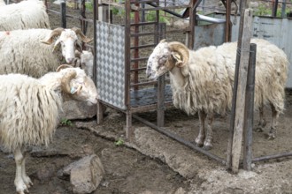 Sheep waiting to be milked in a closure of their summer transhumance on the alps of the Vallon de