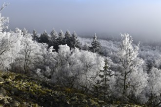 View from the summit ridge of the Mörschieder Burr in the Hunsrück-Hochwald National Park with
