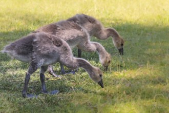 Feeding together, three Canada goose (Branta canadensis) chicks