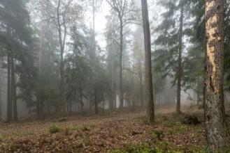 Forest in light mist with pines, deciduous trees and firs. Ground overgrown with moss and ferns