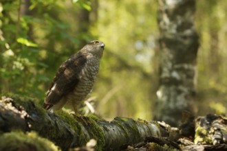 Sparrowhawk on its perch