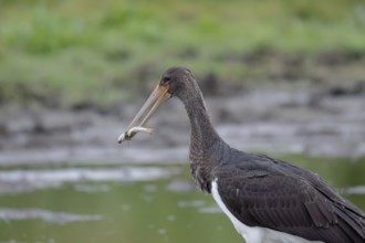 Young black stork with prey