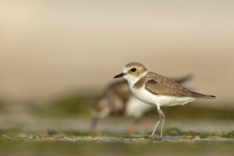 Animals, birds, plover, Kentish plover, (Charadrius alexandrinus), biotope, habitat, foraging, Barr