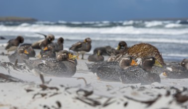 Falkland Steamer Duck, steamer ducks, duck birds, colony, winter, ice, snow, Antarctica, group,