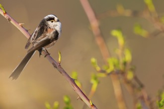 Long-tailed Tit, (Aegithalos caudatus), songbird, animals, birds, family of tits, Nahe valley,