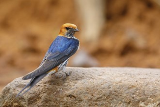 Maiden Swallow, (Cecropis abyssinica), (Hirundo abyssinica), family of swallows, biotope, habitat,