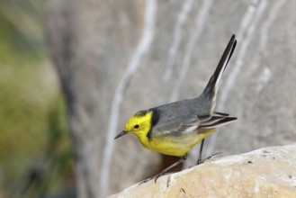 Citrine wagtail, (Motacilla citreola), foraging in a biotope, Middle East, Oman, songbird, family