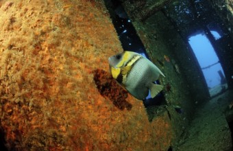 Cortez angelfish in a shipwreck, Pomacanthus zonipectus, Mexico, Sea of Cortez, Lower California,