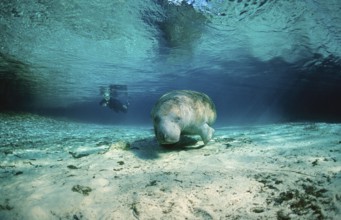 Round-tailed manatee, Trichechus manatus latirostris, USA, Florida, FL, Crystal River
