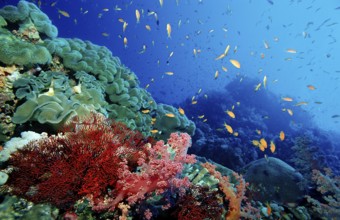 Hawkbill and coral reef, Pseudanthias squamipinnis, Egypt, Africa, Sinai, Sharm el Sheik, Red Sea