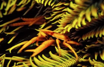 Feather Star Bouncing Crab, Allogalathea elegans, Indonesia, Wakatobi Dive Resort, Sulawesi, Indian