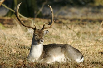 Fallow deer (Dana dana) enjoying the warming sun Hesse, Federal Republic of Germany