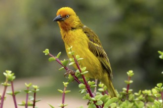 South Africa, Africa, weaver bird, Cape Weaver, Cape Weaver, Cape Town, Ploceidae, Kruger National