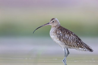 Eurasian curlew, curlew, (Numenius arquata), snipe family, biotope, habitat, food cue Salalah,