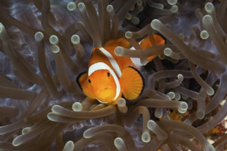 Orange skunk clownfish, Amphiprion ocellaris, Raja Ampat, West Papua, Indonesia