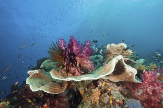 Healthy coral reef, Raja Ampat, West Papua, Indonesia