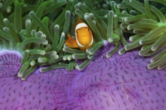 Orange skunk clownfish in magnificent anemone, Amphiprion ocellaris, Heteractis magnifica,