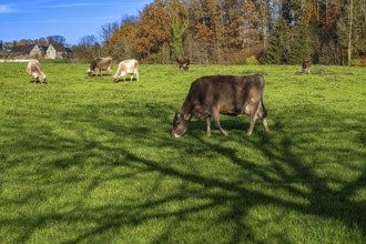 Grazing cows in a pasture with the shade of a tree in autumn, Leimbach, Thurgau, Switzerland