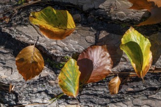Autumn-coloured leaves lie on the bark of a dead tree in the forest, Offenbach am Main, Hesse,