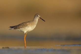 Redshank, (Tringa totanus), Animals, Birds, Snipe family, Raysut, Salalah, Sohar, Oman