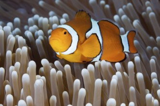 Clown anemonefish, Amphiprion percula, Osprey Reef, Coral Sea, Australia