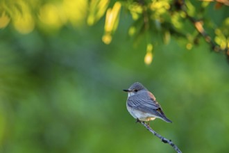 Grey flycatcher, (Muscicapa striata), on perch, family of flycatchers Lesbos Island, Lesbos, Greece