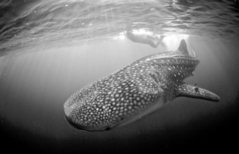 Whale shark and snorkeller, Rhincodon thypus, Djibouti, Djibouti, Africa, Afar Triangle, Gulf of