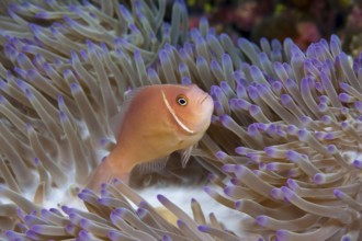 Collared Anemonefish, Amphiprion perideraion, Christmas Island, Australia