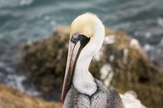 A close-up color image of a brown pelican. Florida, USA