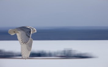 Snowy Owl in Flight winter Saskatchewan Canada