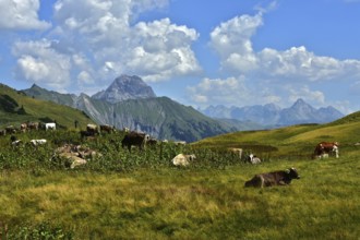 Alpine pasture on the Schadona Pass with Widderstein and Allgäu Alps, Bregenzerwald, Vorarlberg,