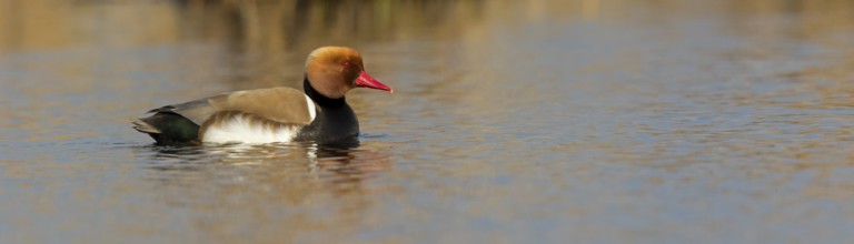 Red-crested Pochard, (Netta rufina), Red-crested Pochard swimming in water, Duck family, Ducks, NSG