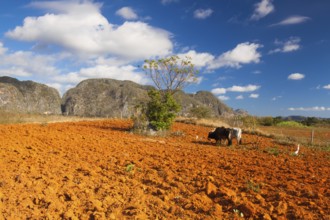 Farming on the famous tobacco area, Valley de Vinales, Pinar del Rio, Cuba