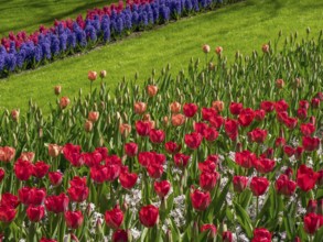A flower bed with many red tulips on a green meadow in spring, Amsterdam, Netherlands