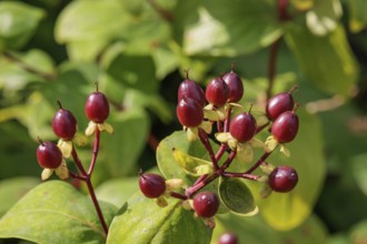Red coloured berries on green leaves in a close-up, Borken, North Rhine-Westphalia, GERMANY