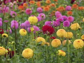 Several dahlias in shades of yellow and pink blooming in a lush garden, Blooming dahlias in