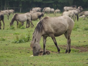 A herd of horses grazing peacefully on a green meadow, merfeld, North Rhine-Westphalia, Germany