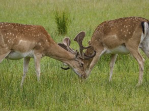 Two deer with antlers interacting on a green meadow under a clear sky, dülmen, germany