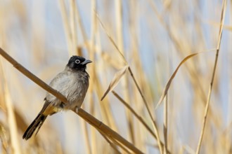 Yellow-vented Bulbul, (Pycnonotus xanthopygos), Animals, Birds, Bulbul, Songbird, Family of the