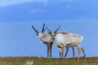 Reindeer, reindeer, (Rangifer tarandus), animals, mammals, deer family, two, biotope, habitat,