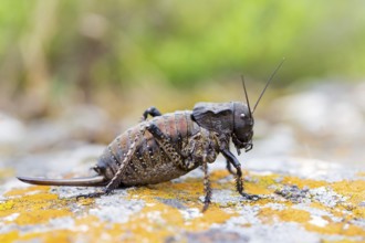 Bradyporus dasypus, animals, insects, beetles, saddle-backed grasshopper, Pleven, Bulgaria
