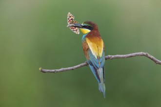 Bee-eater, (Merops apiaster), animals, birds, family of the raptors, perch, butterfly as prey,