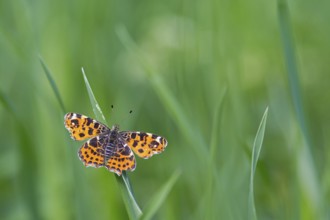 Land carat, (Araschnia levana), animals, insects, butterfly, butterfly, Lake Neusiedl, Andau,