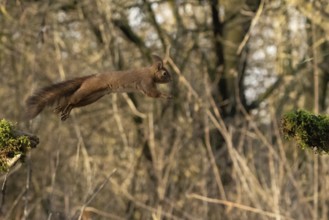 Sciurus vulgaris, italy