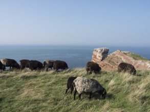 Sheep grazing in a meadow along the rocky coast with the sea in the background, Heligoland, North