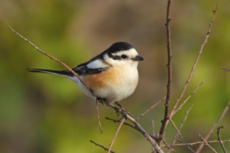 Masked shrike, (Lanius nubicus), Animals, Birds, Shrike family, Perching station, Dolucak, Adyaman,
