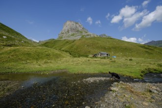 Lous Québottes sheep farm, Ayous lakes tour, Pyrenees National Park, Pyrenees Atlantiques, France