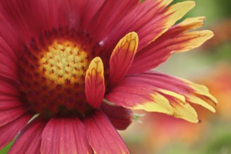 Macro of a multicolored gaillardia flower
